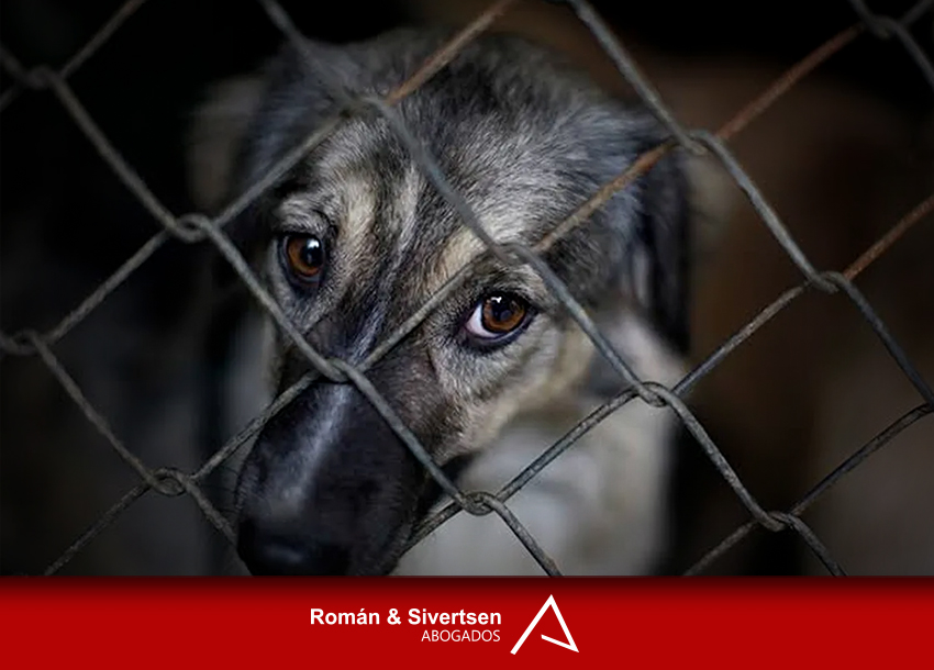 ¿Se pueden amparar los animales?