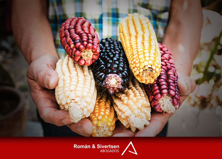 Protección del maíz mexicano en la Constitución